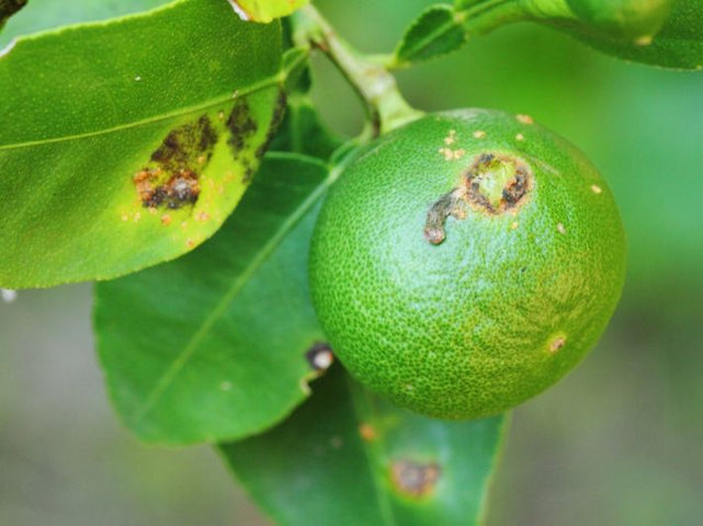 المكافحة المتكاملة للآفات التي تصيب أشجار الحمضيات