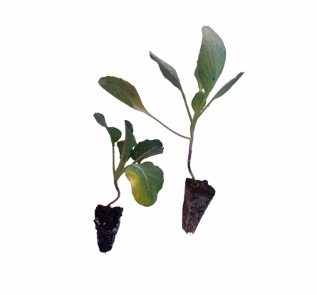 شتلات ملفوف، ملفوف أخضر، زراعة الملفوف، شتلات خضار 冬ية، ملفوف للزراعة المنزلية، زراعة الملفوف في الحديقة، شراء شتلات ملفوف، شتلات زراعية، زراعة الملفوف البلدي