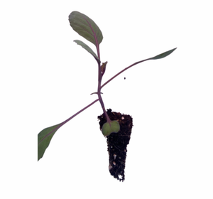 شتلات ملفوف أحمر، زراعة الملفوف الأحمر، ملفوف أرجواني، شتلات خضار ملونة، زراعة منزلية، شتلات شتوية، زراعة الملفوف في الأصص، ملفوف صحي، زراعة خضار في الشتاء