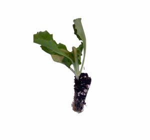 شتلات خس روماني، خس فرنجي، زراعة خس روماني، شتلات خس للزراعة المنزلية، خس سلطة، خس مقرمش، خس للسطوح، خس زراعي، زراعة خس فرش، زراعة خس في البيت