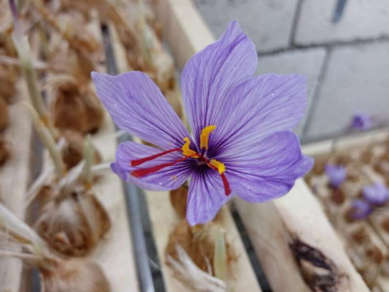أبصال الزعفران (Saffron Bulbs – Crocus sativus)