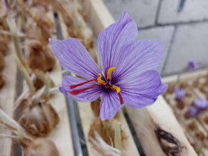 أبصال الزعفران (Saffron Bulbs – Crocus sativus)