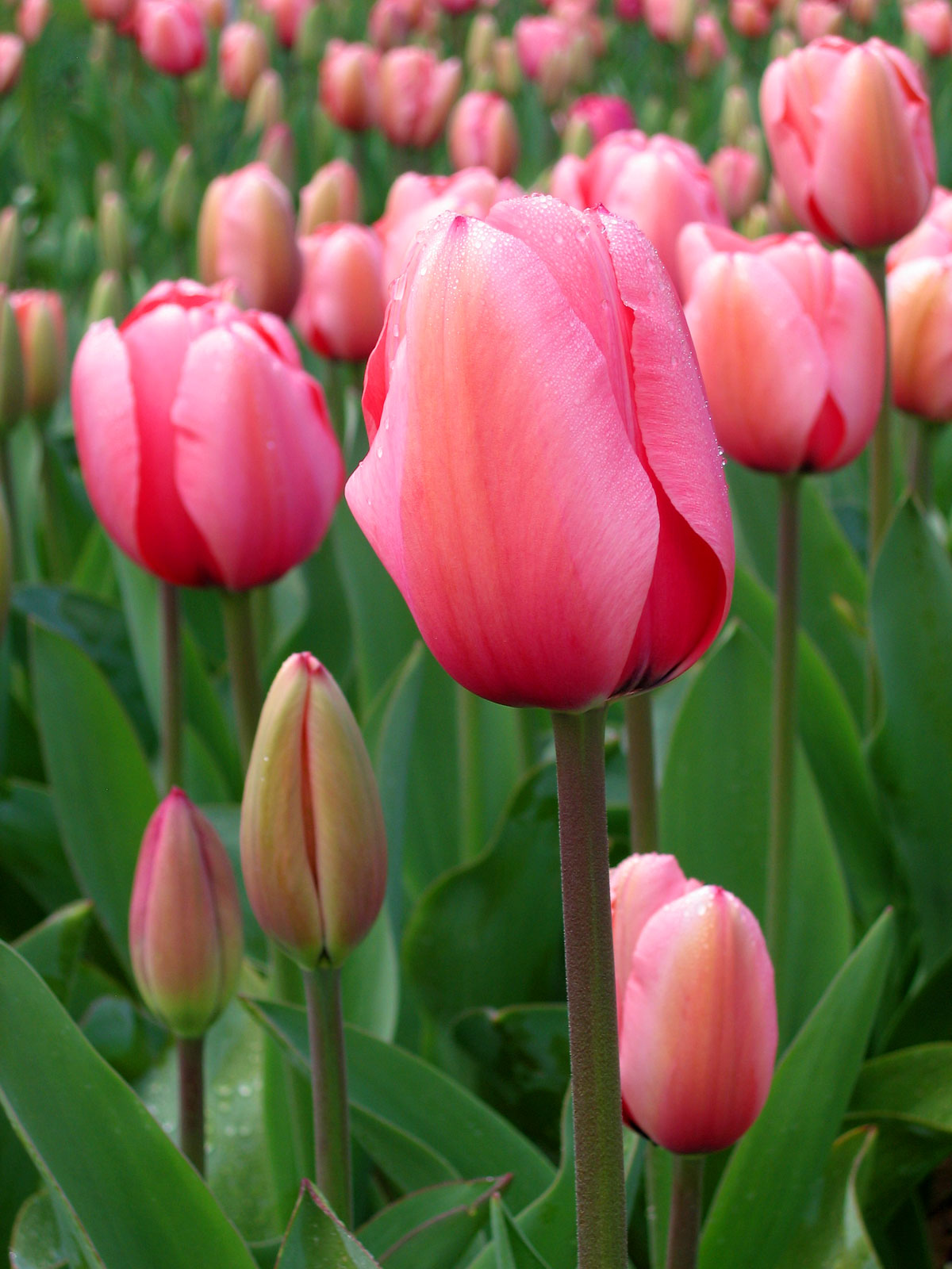 أبصال التوليب (Tulip Bulbs)