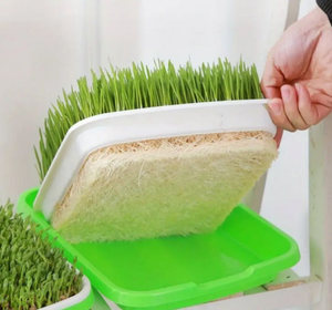 صينية المايكروجرين- microgreens