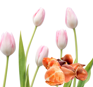 أبصال التوليب (Tulip Bulbs)