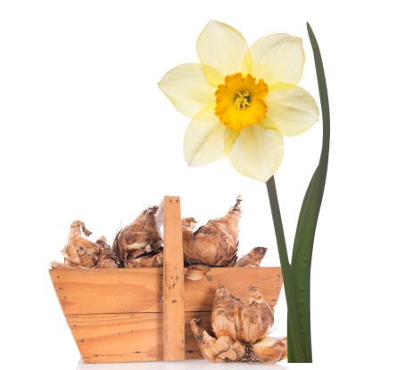 أبصال النرجس (Narcissus Bulbs)