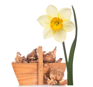 أبصال النرجس (Narcissus Bulbs)