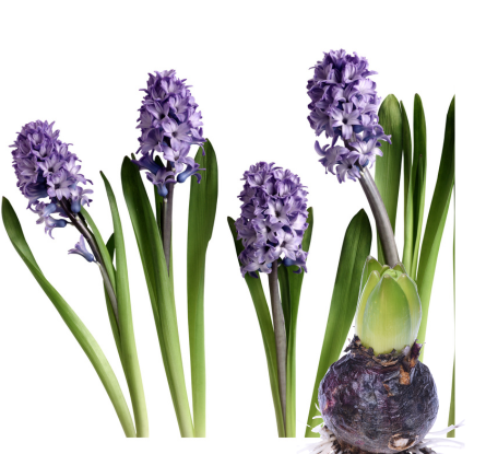 أبصال الهايسنت (Hyacinth Bulbs)