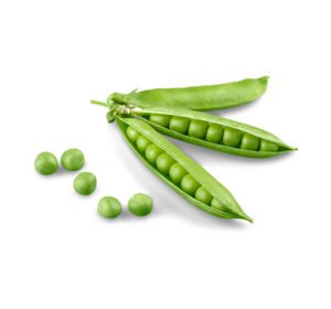 بذور البازيلا-  pea seed