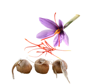 أبصال الزعفران (Saffron Bulbs – Crocus sativus)