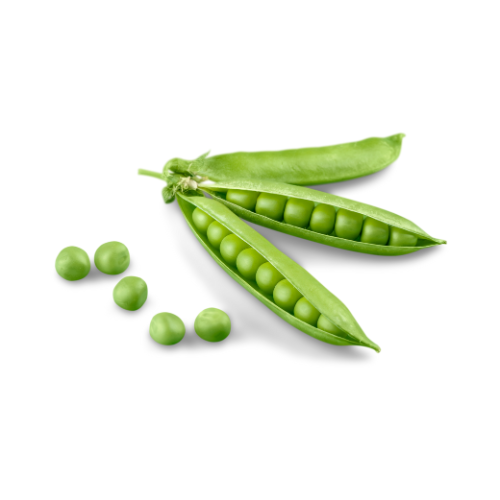 بذور البازيلا-  pea seed